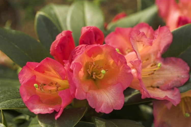 Rhododendron Hybr.'Unique Marmelade', orange Usa-Neuheit kompakter Wuchs