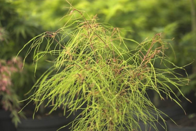 Acer palmatum 'Fairy Hair', Fächerahorn 'Fairy Hair' grün