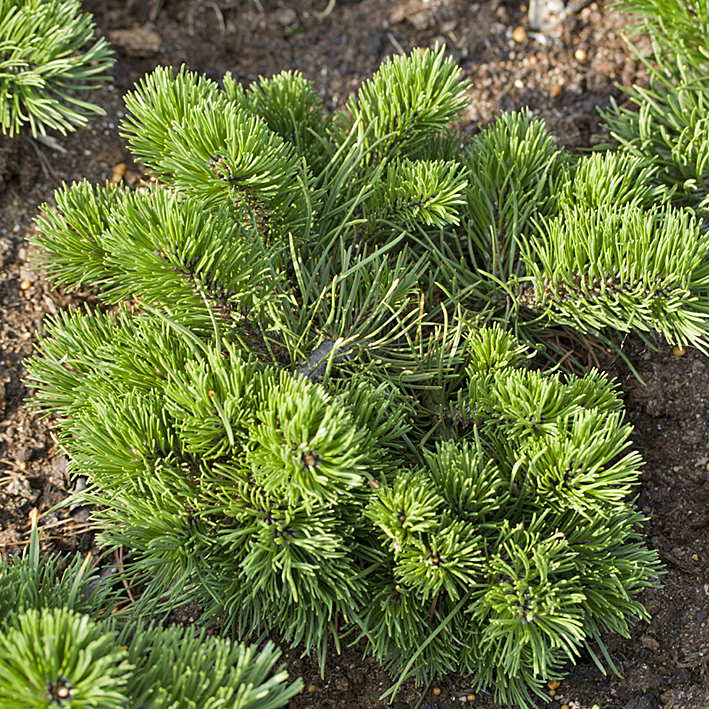 Pinus mugo 'Frisby', Berg-Kiefer 'Frisby', flach