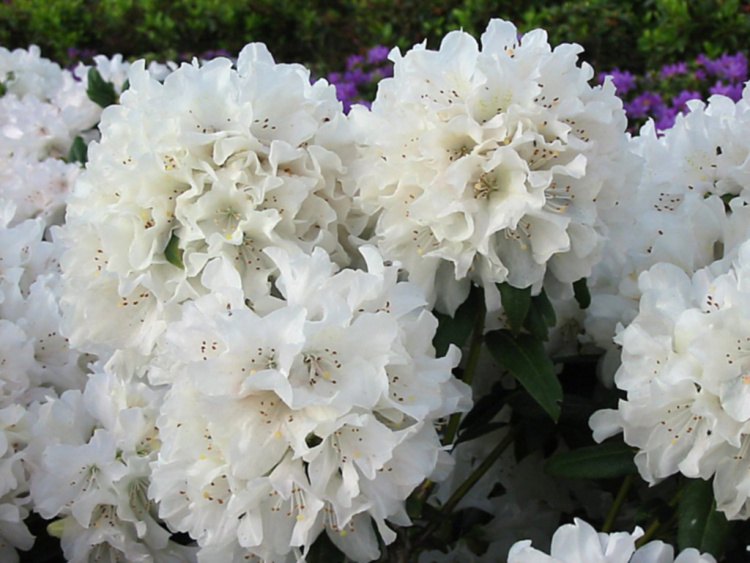 Rhododendron carolin.'Dora Amateis', Rhododendron carolin.weiß