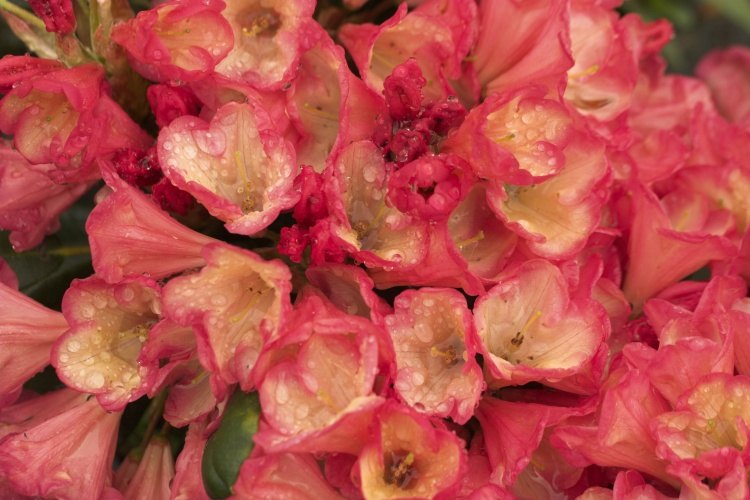 Rhododendron yak.'Barbarella', Yaku-Rhododendron gelb-orange-rosa