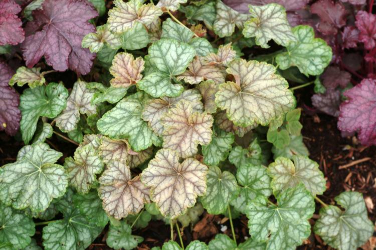 Heuchera micrantha 'Mint Frost'  -R-, Kleinblütiges Garten-Silberglöckchen