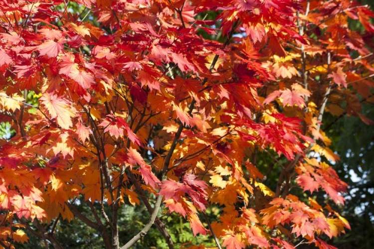 Acer japonicum 'Vitifolium', weinblättriger Ahorn