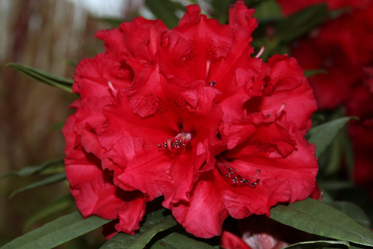 Rhododendron Hybr.'Taurus', Rhododendron-Hybride 'Taurus' rot