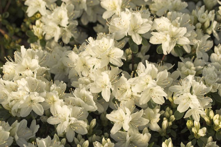 Rhododendron obt.'Kermesina Alba', Japanische Azalee weiß
