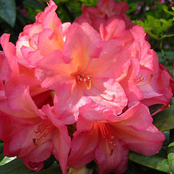 Rhododendron Hybr.'Balalaika', Rhododendron orange rötlich
