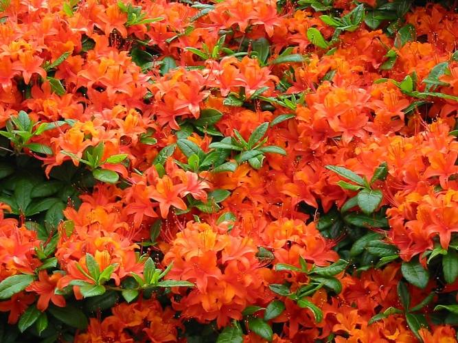 Rhododendron lut.'Coccinea Speciosa', Sommergrüne Azalee orange