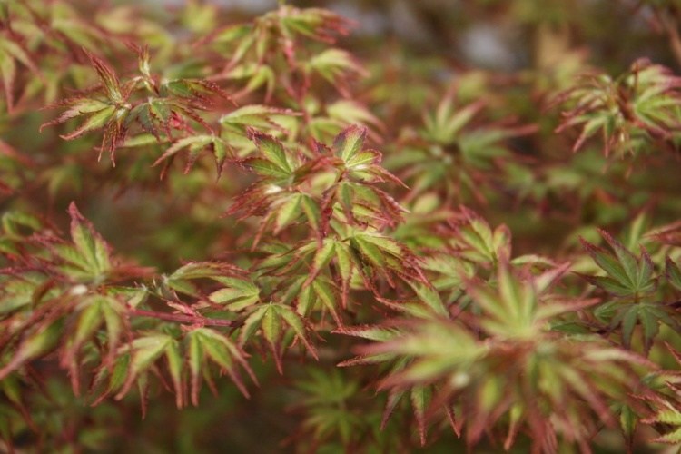 Acer palmatum 'Murasaki kiyohime', Fächerahorn 'Murasaki kiyohime' roter Rand