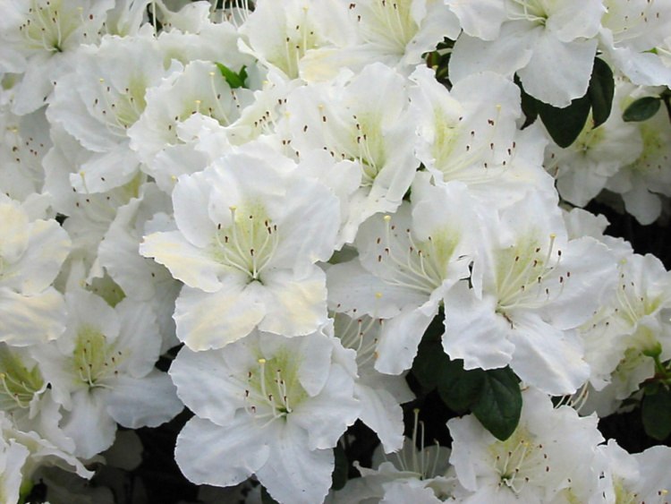 Rhododendron obt.'Maischnee'  -R-, Japanische Azalee weiß