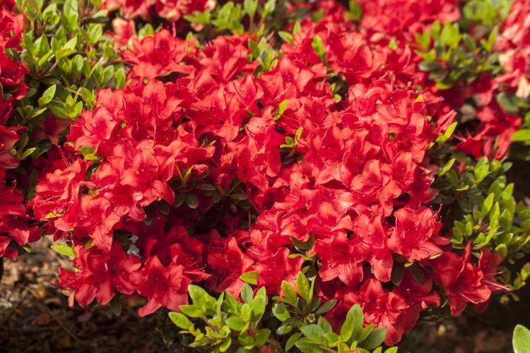 Rhododendron obt.'Muneira', Japanische Azalee samtig reinrot