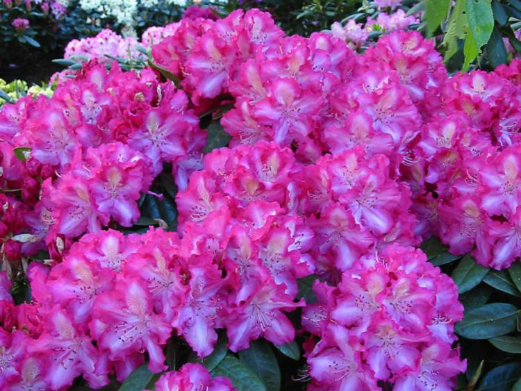 Rhododendron Hybr.'Berlinale', Rhododendron-Hybride pink innen weiß