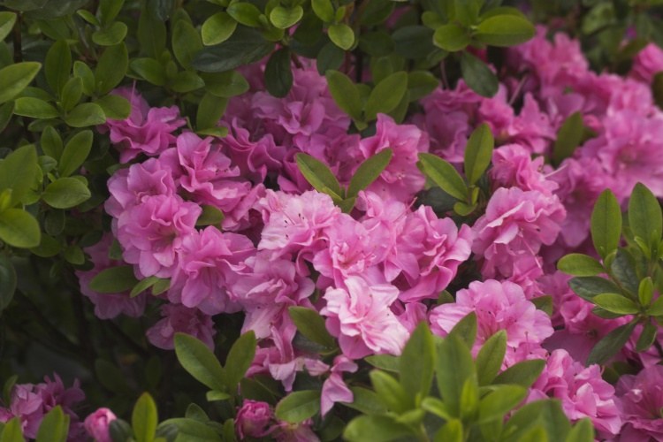 Rhododendron obt.'Rosinetta'  -R-, Japanische Azalee rosa gefüllt