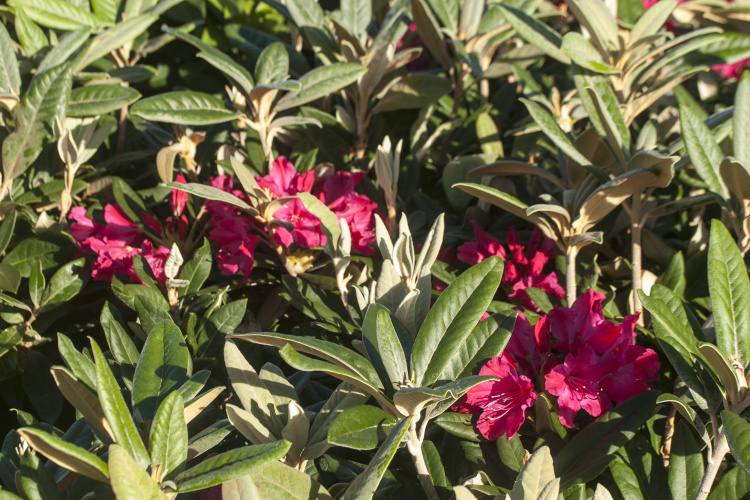 Rhododendron smirnowii 'Weinlese', Rhododendron 'Weinlese' pinkrot