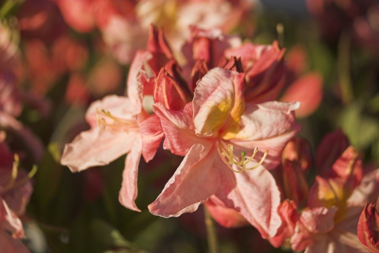 Rhododendron lut.'Cecile', Sommergrüne Azalee 'Cecile' lachsrosa