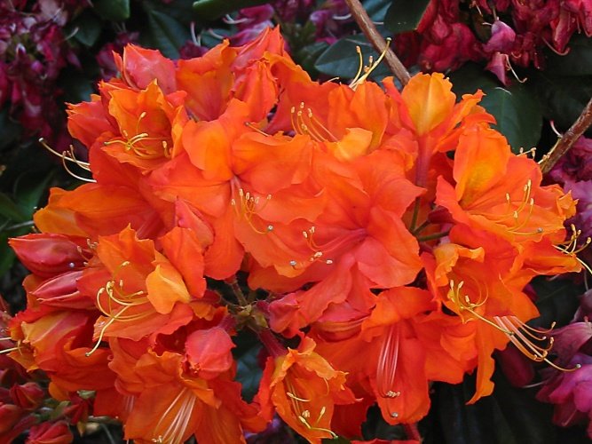 Rhododendron lut.'Orange Hit', Sommergrüne Azalee rein orange