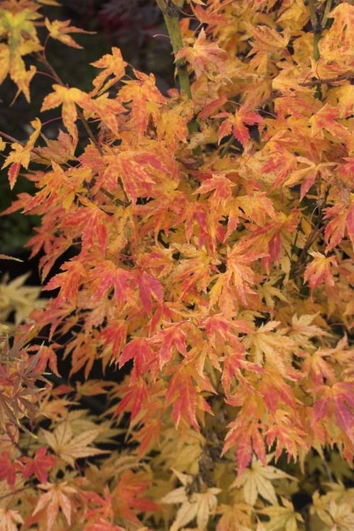 Acer palmatum 'Peve Multicolor', Fächerahorn 'Peve Multicolor' marmoriert