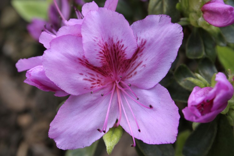 Rhododendron obt.'Peppina'  -R-, Japanische Azalee rosaviolett