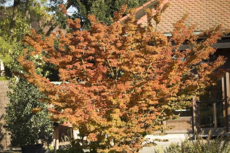 Acer palmatum 'Shishigashira', Fächerahorn 'Shishigashira' grün