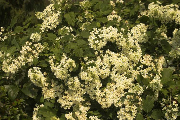 Hydrangea quercifolia 'Snowflake', Eichenblättr.Hortensie 'Snowflake' weiß