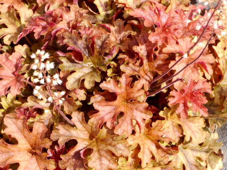 Heucherella 'Autumn Cascade', 