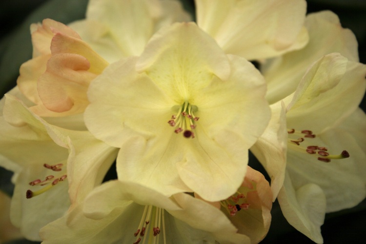Rhododendron Hybr.'Goldinetta'  -R-, Rhododendron-Hybride 'Goldinetta'  ® gelb