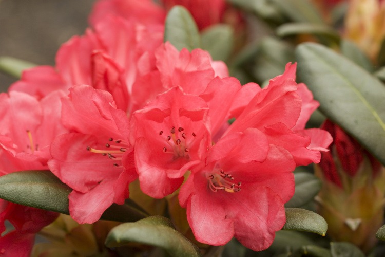 Rhododendron yak.'Lampion', Yaku-Rhododendron lachsrosa