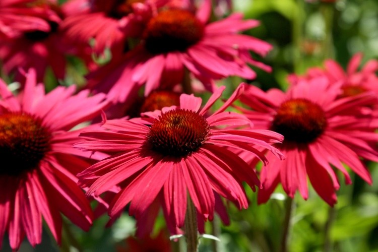 Echinacea 'Red Effect', 