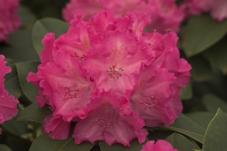 Rhododendron Hybr.'Germania'  -R-, Rhododendron-Hybride 'Germania'  -R- pink