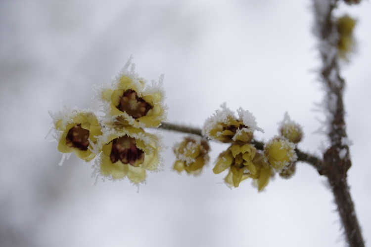 Chimonanthus praecox, Winterblüte gelb duftend