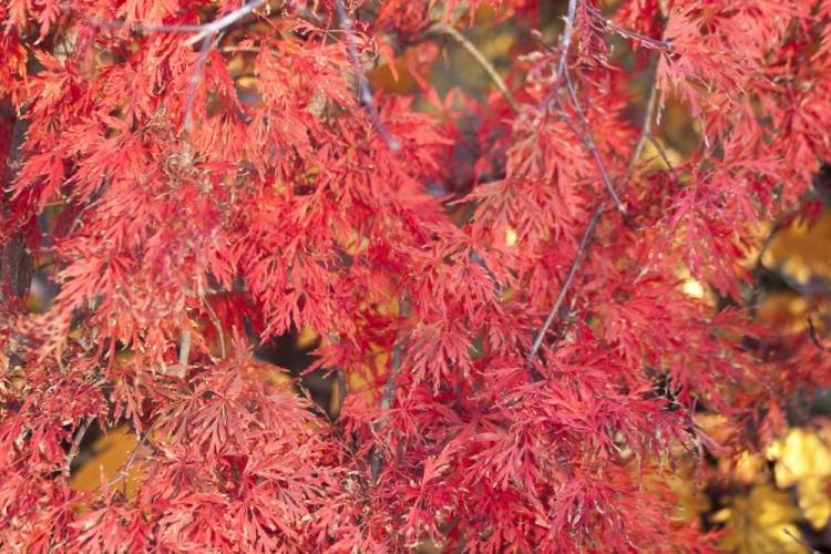 Acer palmatum 'Orangeola', Fächerahorn 'Orangeola' rot