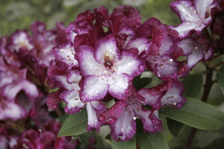 Rhododendron Hybr.'Midnight Mystique', Rhododendron-Hybride weiß mit Rand