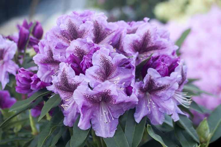 Rhododendron Hybr.'Violette Funken', Rhododendron 'Violette Funken'
