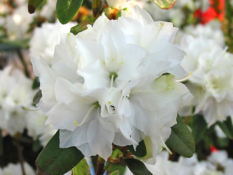 Rhododendron dauric.'April Snow', Rhododendron dauric.weiß