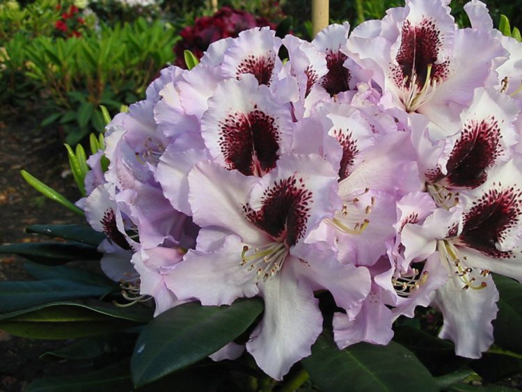 Rhododendron Hybr.'Pinguin', Rhododendron-Hybride 'Pinguin'