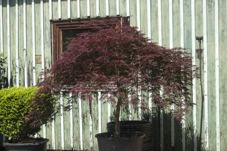 Acer palmatum 'Inaba-shidare', Schlitzahorn 'Inaba-shidare'