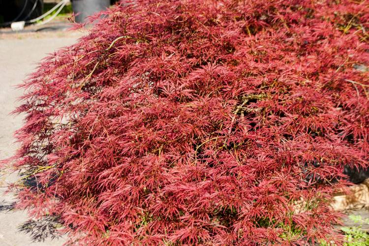 Acer palmatum 'Ornatum', Roter Schlitzahorn breit