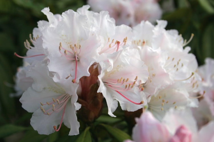 Rhododendron Hybr.'Jacksonii', Rhododendron-Hybride früh, weiß