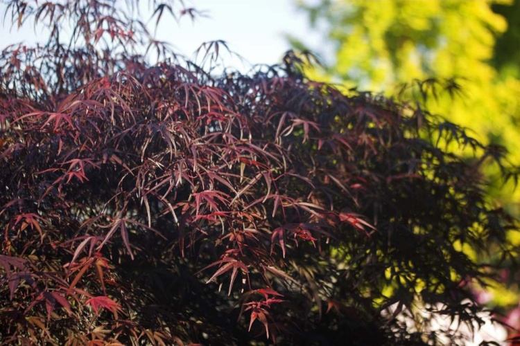 Acer palmatum 'Pung Kil', Fächerahorn 'Pung Kil' rot