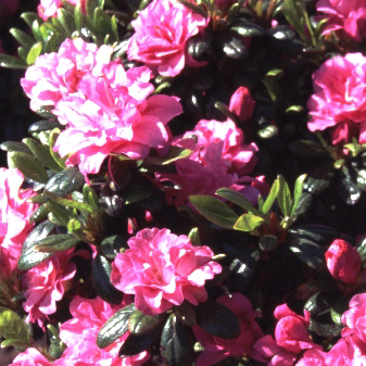 Rhododendron obt.'Rosinetta'  -R-, Japanische Azalee rosa gefüllt