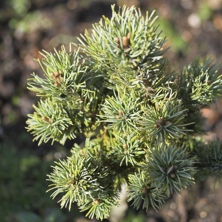 Pinus parviflora 'Adcock's Dwarf', Zwerg-Mädchenkiefer 'Adcock's Dwarf'
