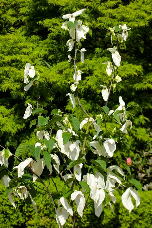 Davidia involucrata 'Sonoma', Taschentuchbaum Sonoma, große weiße Blüte