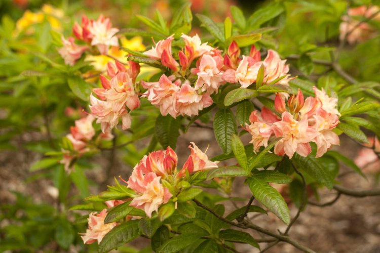 Rhododendron lut.'Cannon's Double', Sommergrüne Azalee 'Cannon's Double'