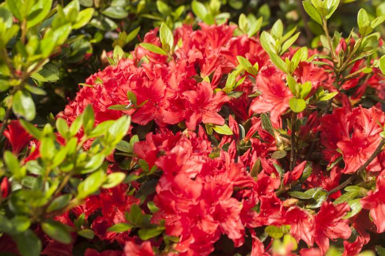 Rhododendron obt.'Racoon', Japanische Azalee rot, spät