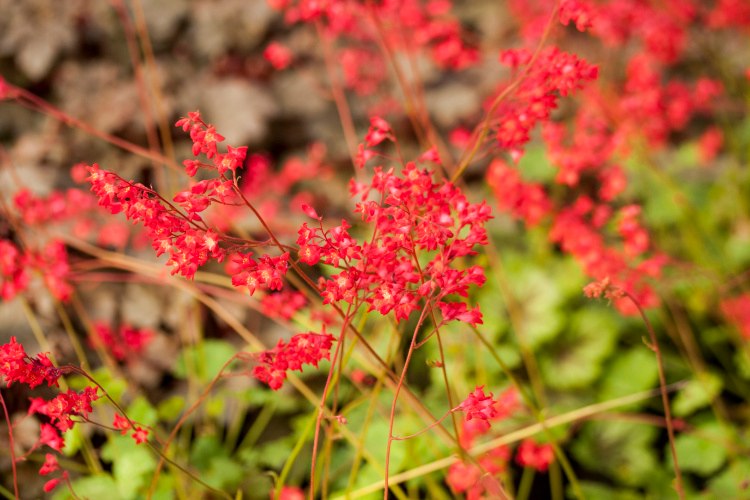 Heuchera 'Dew Drops', Purpurglöckchen grünweiß mit roter Blüte