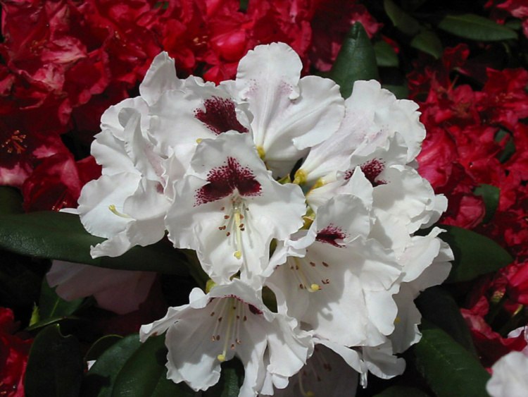 Rhododendron yak.'Annika', Yaku-Rhododendron 'Annika' weiß mit Fleck