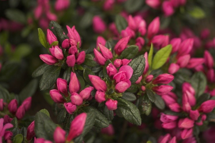 Rhododendron obt.'Melina', Japanische Azalee pink
