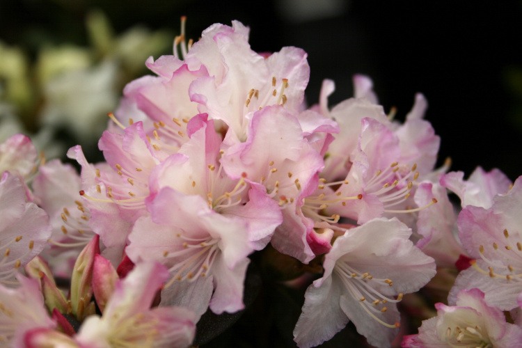 Rhododendron keiskei 'Ginny Gee', Rhododendron keiskei 'Ginny Gee' rosa