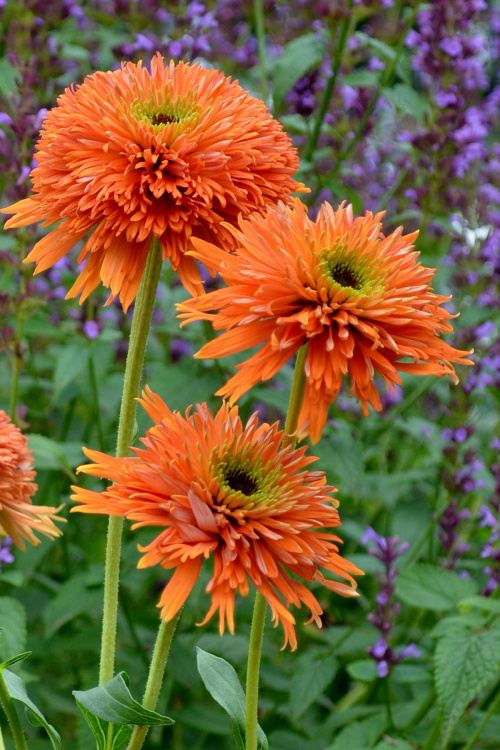Echinacea 'Colorburst Orange', 