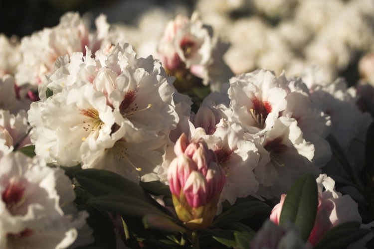Rhododendron yak.'Bohlken's Snow Fire' -R-, Yaku-Rhododendr.weiß mit Fleck