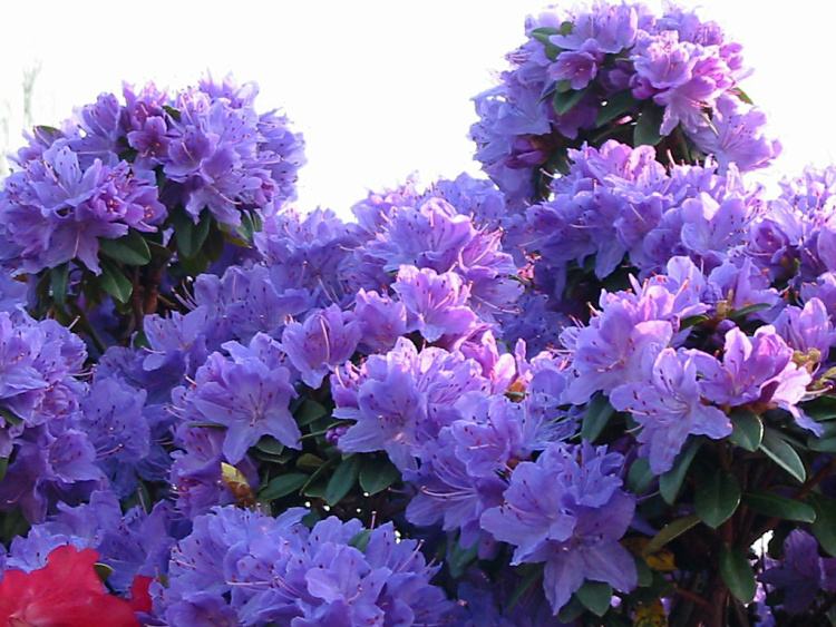 Rhododendron augustinii 'Aquamarin'  -R-, Rhododendron augustinii himmelblau
